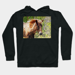 Portrait of an Assateague Pony Foal Hoodie